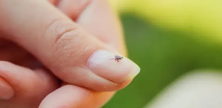Neuroborelioza objawy: Jak rozpoznać poważne symptomy choroby?