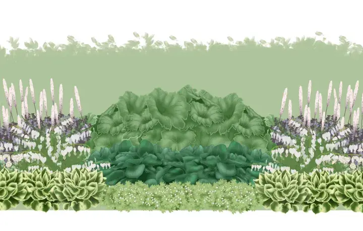 En illustration av en trädgårdsdesign med gamla trädgårdsväxter som astilbe, funkia och löjtnantshjärta. En siluett av en person visar skalan.