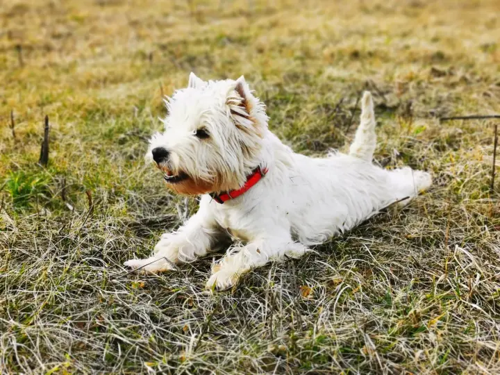 Westie piesek w czerwonej obroży leży na trawie. Szukasz informacji o west pies cena?