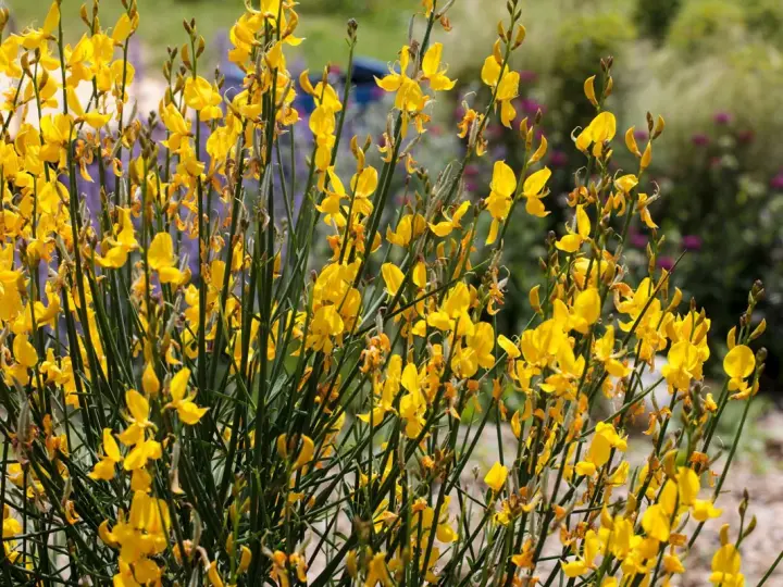 Un buisson de genet sauvage, ses fleurs jaunes vives illuminent le paysage.