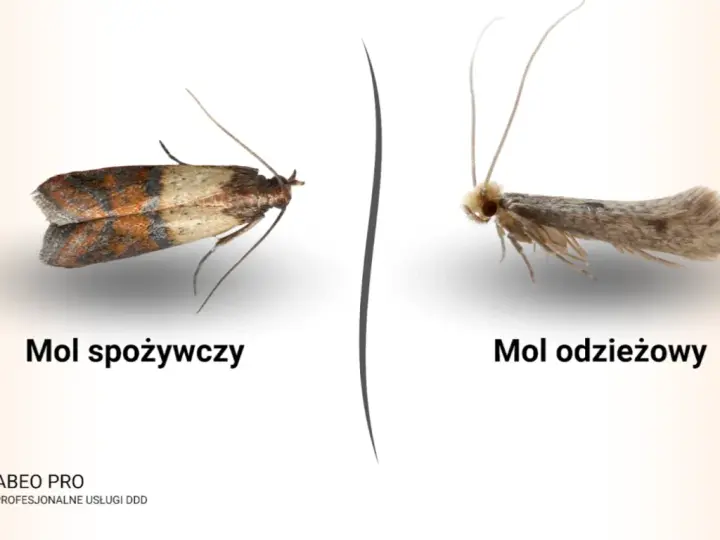Dwa mole: spożywczy z brązowo-beżowymi skrzydłami i odzieżowy, szary. Pirs.