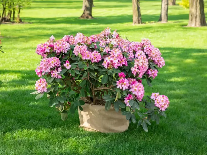 Ein blühender Rhododendron im Sack, bereit zum Rhododendron umpflanzen in den Garten.