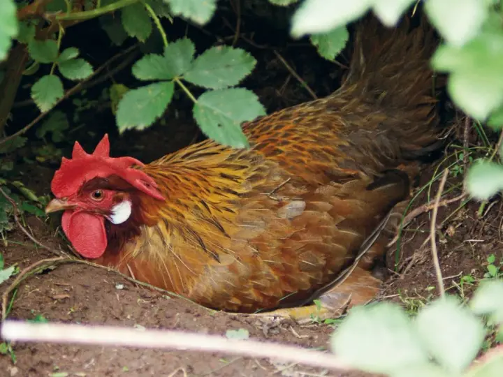 Gallina bruna con cresta rossa, nascosta tra la vegetazione, nel luogo dove fanno le uova le galline.