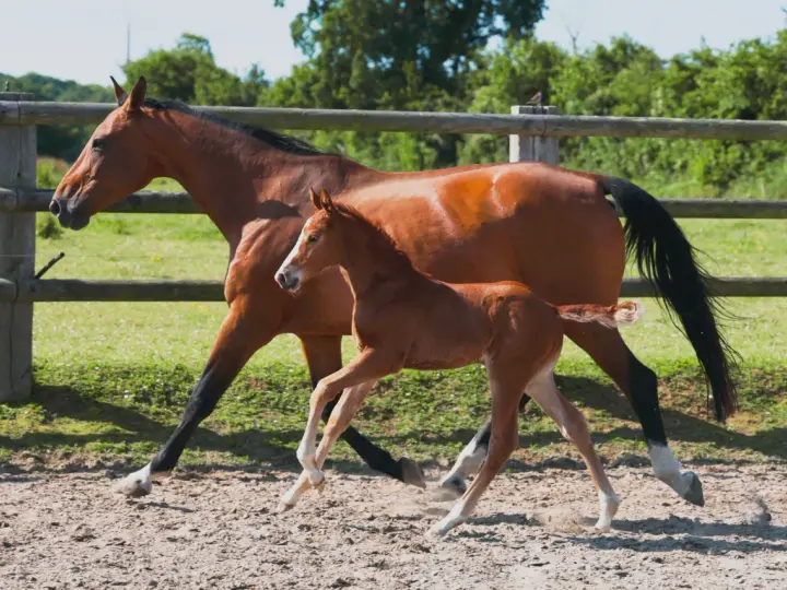Une jument alezane et son poulain trottent dans un paddock. La saillie du poney est évidente par sa petite taille et sa démarche espiègle.