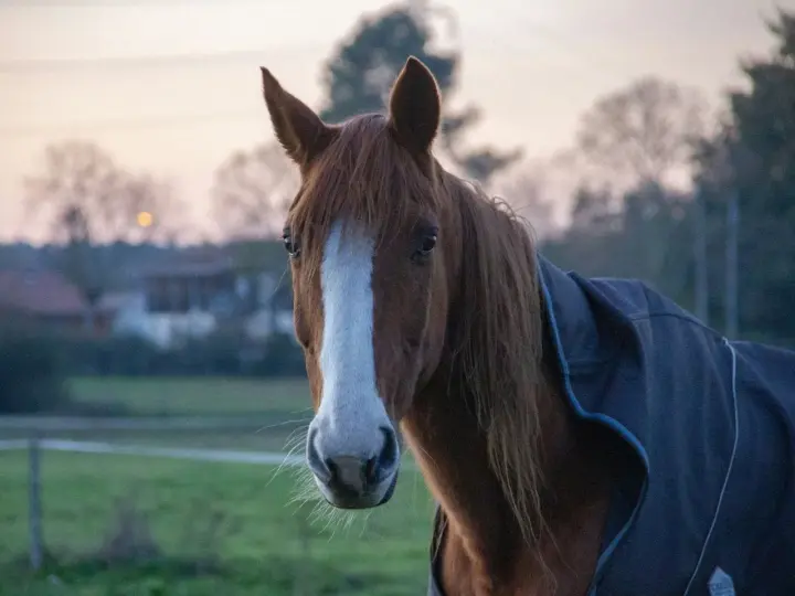 Un magnifique etalon bai, portant une couverture, regarde la caméra au crépuscule.
