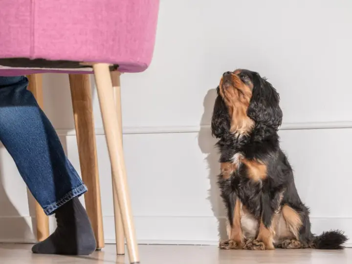 Un perro Cavalier King Charles Spaniel mira hacia arriba, esperando. Mi perro me sigue a todos lados, incluso cuando me siento en una silla rosa.