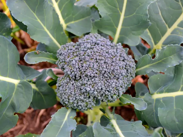 En frodig broccolihuvud omgiven av stora gröna blad. En vacker syn för alla som vill odla broccoli.