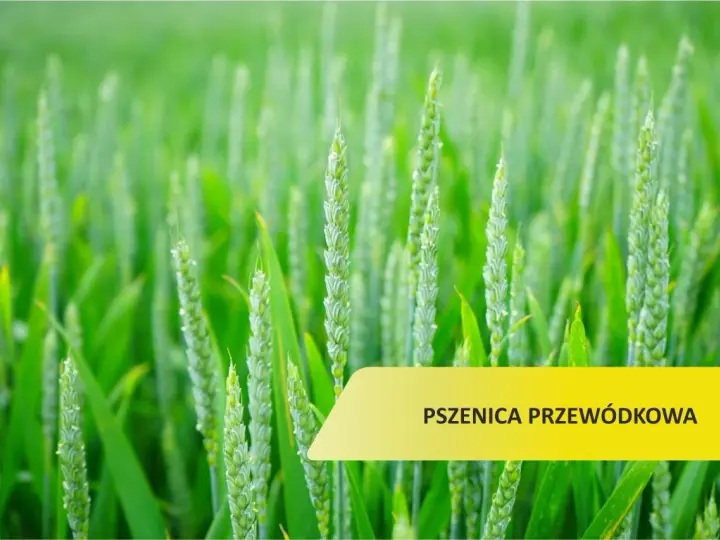 Zielone kłosy pszenicy przewódkowej na polu. Optymalny termin siewu to klucz do obfitych plonów.
