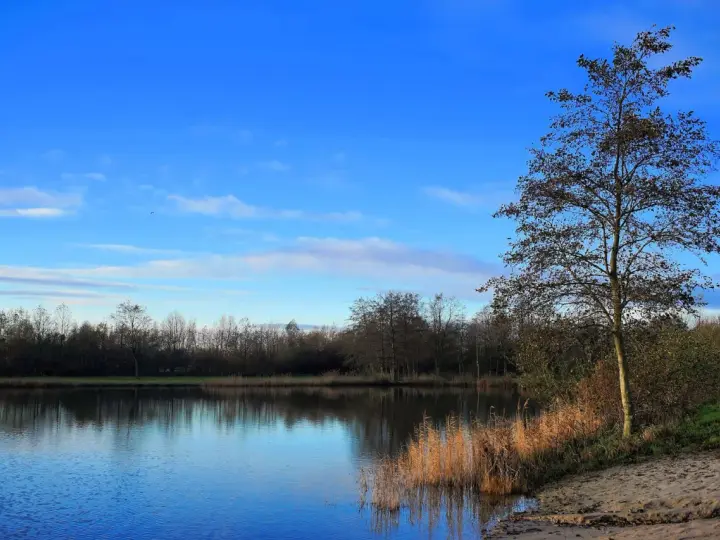 Ein ruhiger See spiegelt den blauen Himmel und die Bäume am Ufer. Am rechten Ufer des Sees in Erlensee Bickenbach steht ein Baum mit wenigen Blättern.