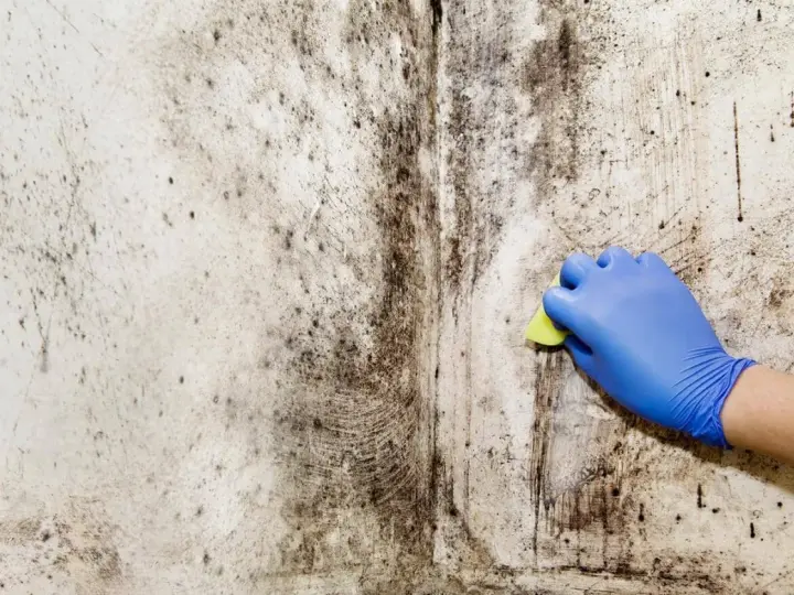 A gloved hand scrubs a wall covered in black mold, beginning the black mold removal process.