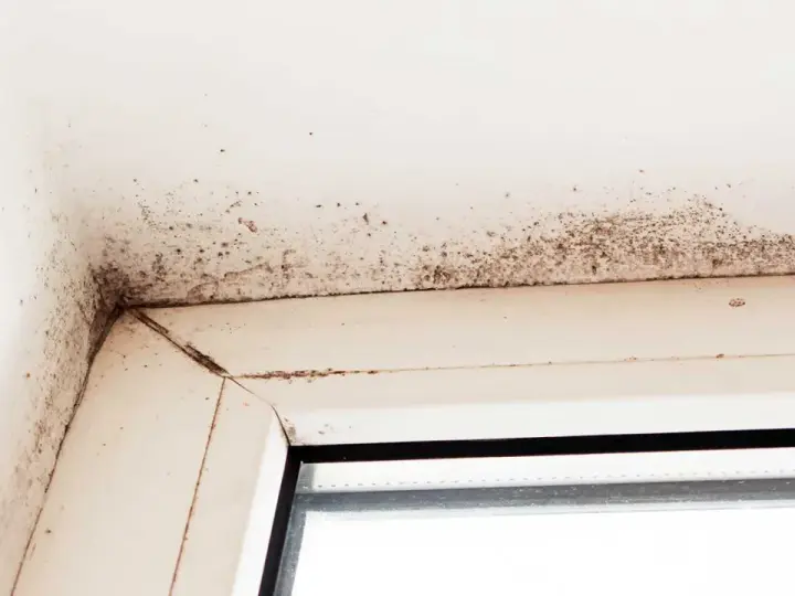 Mörk mögelväxt syns i hörnet av ett fönster, ett tydligt tecken på fuktskada i huset.