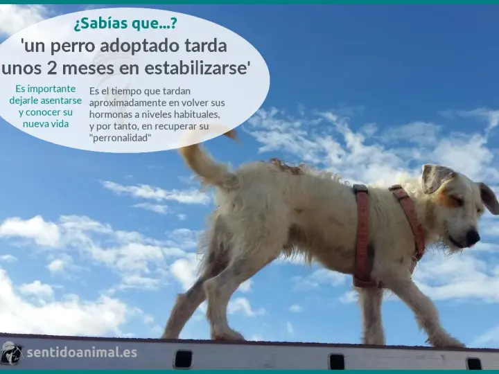 Un perro adoptado necesita tiempo para adaptarse. Paciencia y amor son clave para su recuperación.