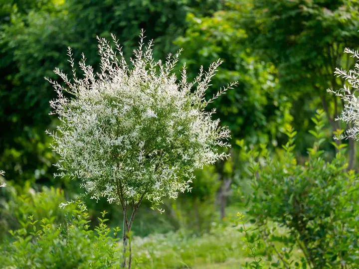 Un jeune saule crevette, avec ses feuilles blanches et vertes, s'épanouit dans un jardin luxuriant.