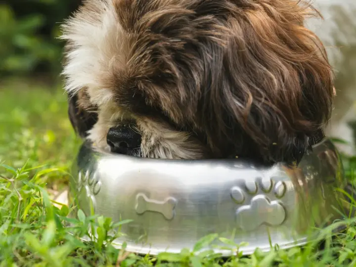 Shih Tzu szczeniak: Jak karmić, by rósł zdrowo? Poradnik eksperta