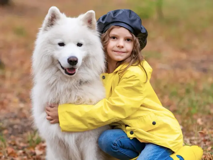 Dziewczynka w żółtej kurtce przytula puszystego samoyeda.