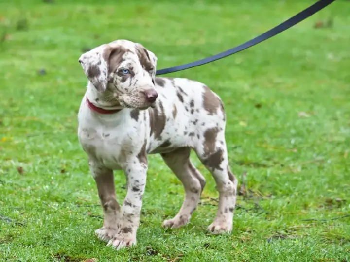 Młody pies rasy catahoula leopard z niebieskimi oczami i cętkowanym futrem stoi na mokrej trawie, na smyczy.