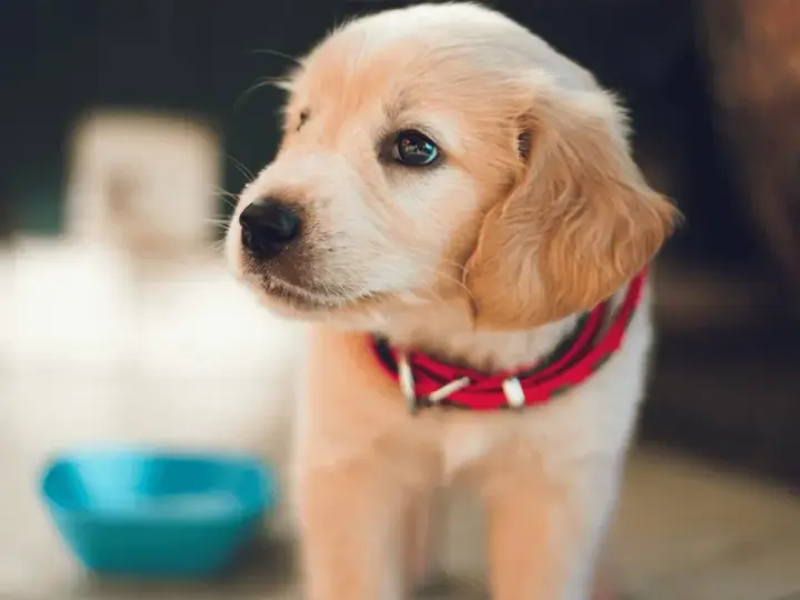Uroczy szczeniak golden retriever w czerwonej obroży obok niebieskiej miski. Podstawy jak wychować szczeniaka.