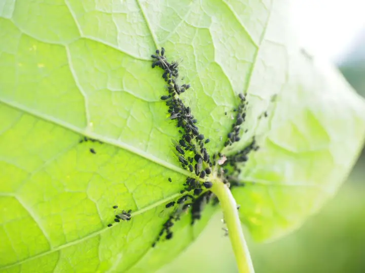 Un gruppo di afidi neri si aggrappa alla parte inferiore di una foglia verde brillante, succhiandone la linfa.
