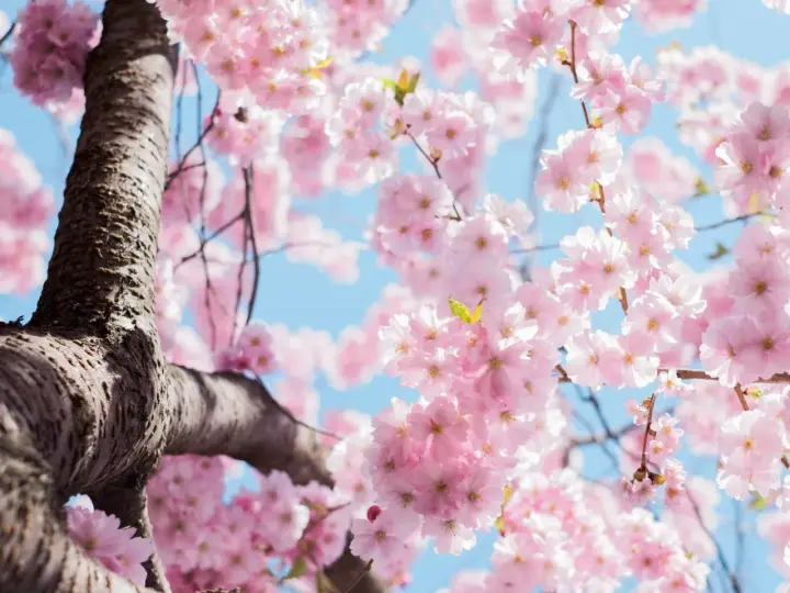 Ramas de cerezo en flor rosa, un símbolo de la primavera y la belleza efímera. El cielo azul de fondo realza el delicado significado de estas flores.
