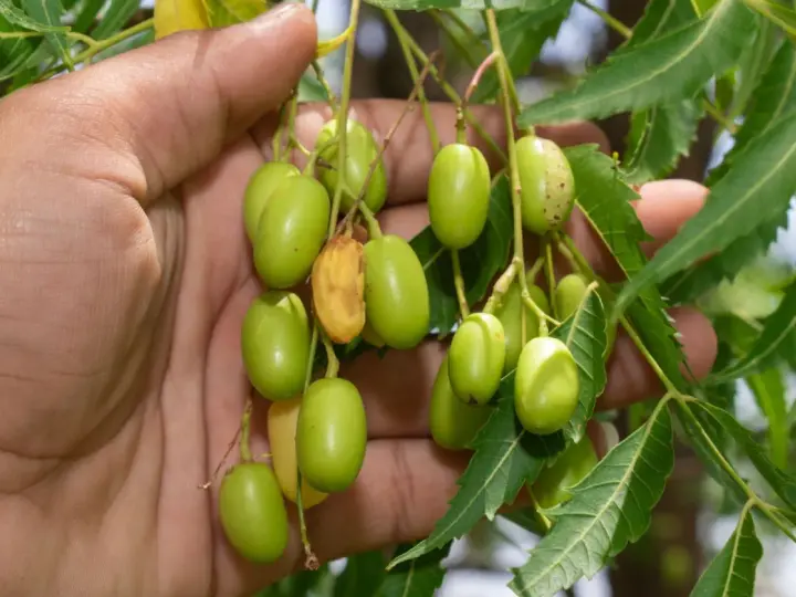 Mano sosteniendo racimos de frutos verdes de neem, de donde se extrae el aceite de neem.