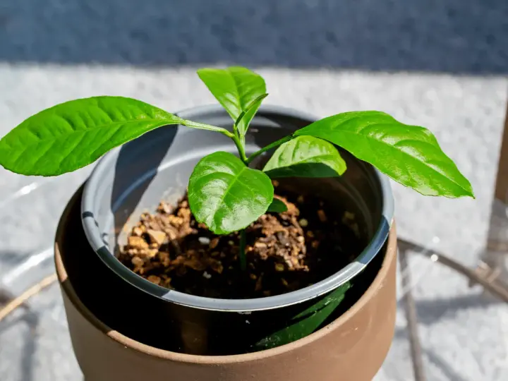 Jeune bouture de citronnier aux feuilles vertes et brillantes, en pot, prête à grandir.