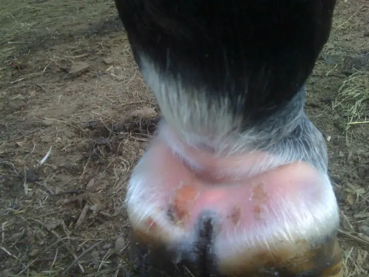 Pied du cheval avec une croute au paturon, montrant une peau irritée et des lésions.