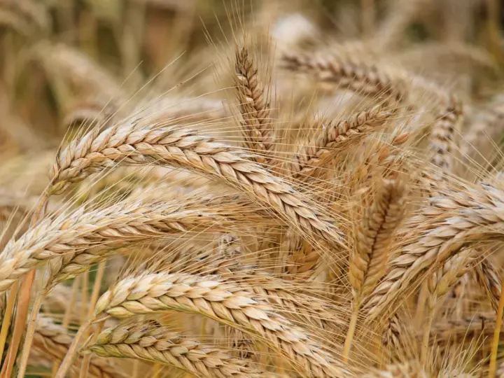 Spighe dorate di grano maturo, pronte per essere raccolte. Un campo che racconta la storia di quando si semina il grano e la natura dona i suoi frutti.