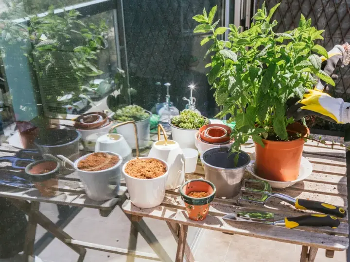 Förbereder för att odla majs i kruka. En person med gula handskar planterar en grön växt. Bordet är fullt av krukor, jord och trädgårdsredskap.