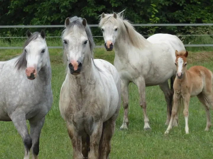 Trois chevaux, dont un poulain, de race Welsh Part Bred, se tiennent dans un pré verdoyant.