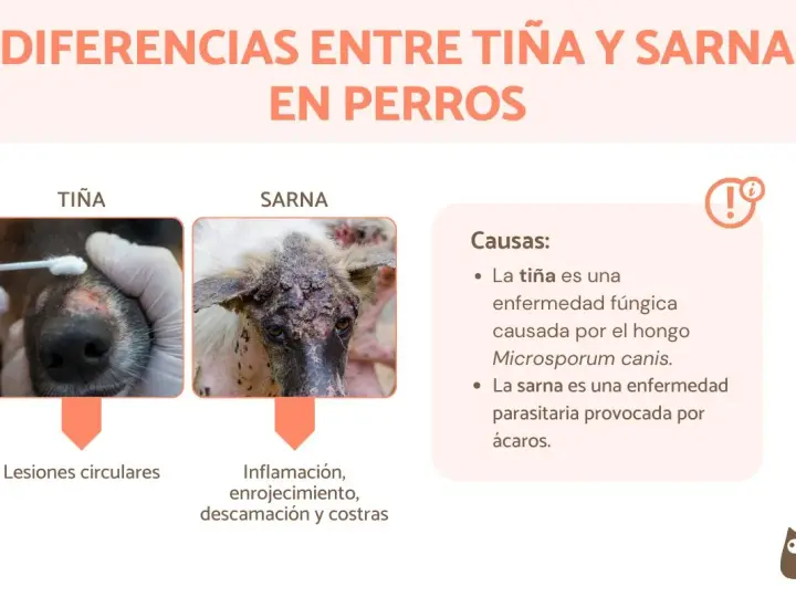 Comparativa visual de la diferencia entre sarna y tiña en perros: tiña con lesiones circulares y sarna con inflamación, enrojecimiento y costras.