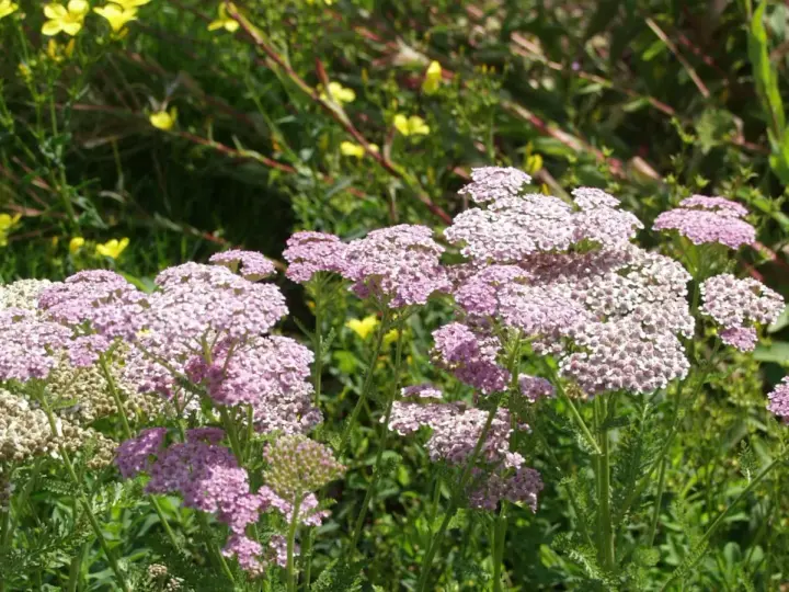 Zarte rosa und weiße Schafgarbenblüten stehen im sonnigen Garten. Der ideale schafgarbe standort ist sonnig und trocken.
