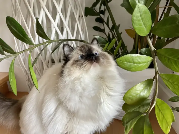 Puszysty ragdoll z niebieskimi oczami, ciekawie spogląda na liście rośliny. Ile żyje taki kot?