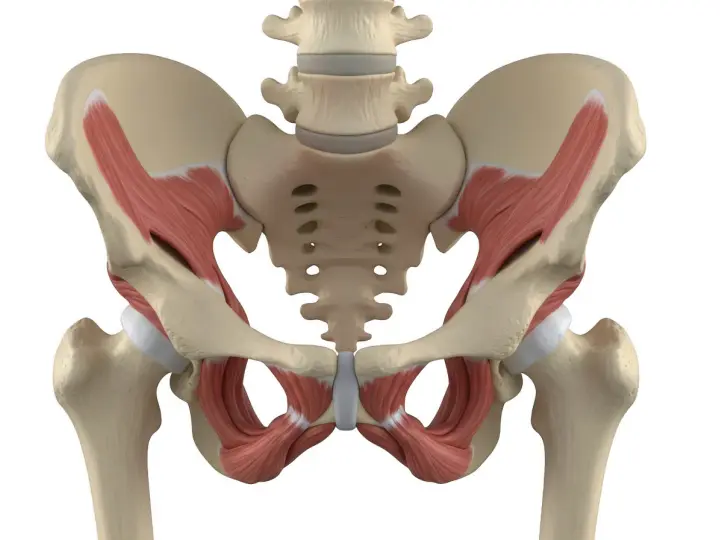 Anatomical model showing the pelvic bones and muscles, including the deep muscles of the pelvic floor, which are crucial for supporting the organs of the pelvis.