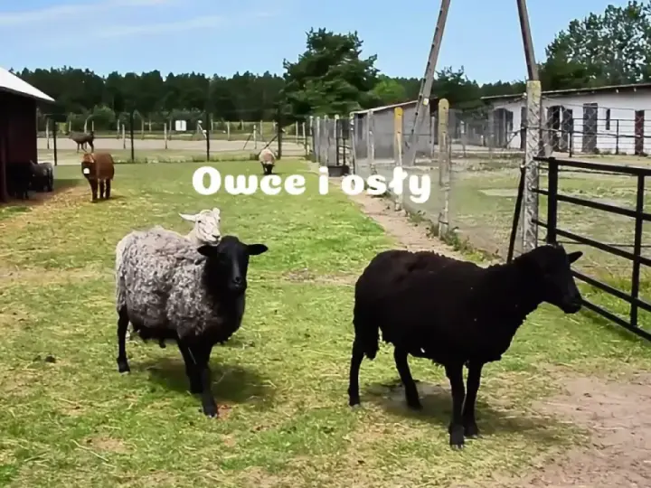 Na farmie strusi Kniewo pasą się owce i osły.