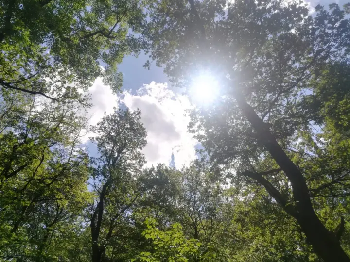 Sonnenstrahlen brechen durch das Blätterdach eines Waldes, wie in Psalm 31 beschrieben. Ein friedlicher Anblick.