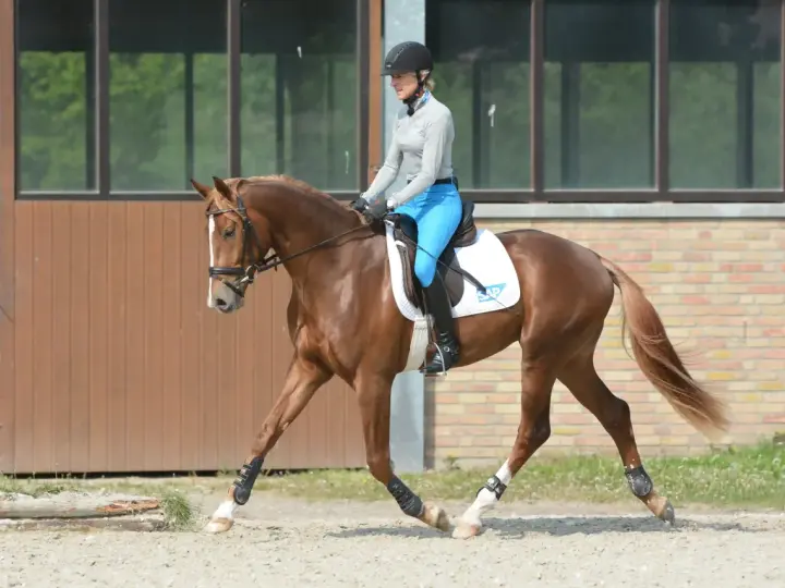 Reiterin in blauer Reithose und Helm übt Dressur mit braunem Pferd.