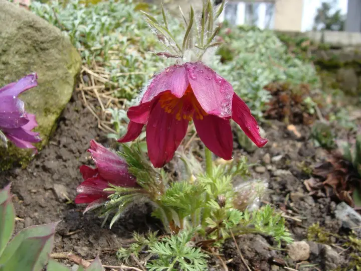 Fioletowe i bordowe kielichy krokusów, chronione przez naturę, pokryte kroplami rosy.