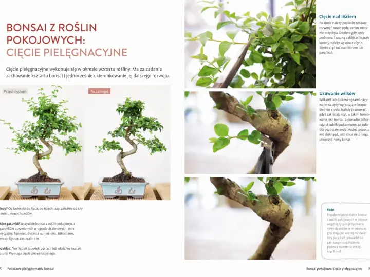 Jak zrobić drzewko bonsai? Przycinanie pędów, usuwanie wilków i formowanie korony to kluczowe etapy pielęgnacji.
