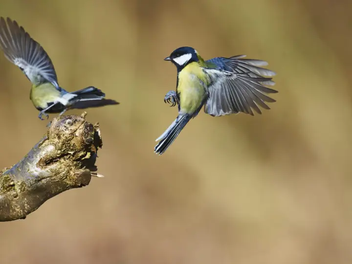Un carbonero común despega de una rama, sus alas extendidas capturan el aire. Otro carbonero común vuela en el fondo.