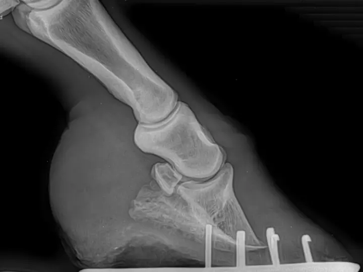 Radiographie d'un pied de cheval montrant une fourbure avec une perforation de la sole.
