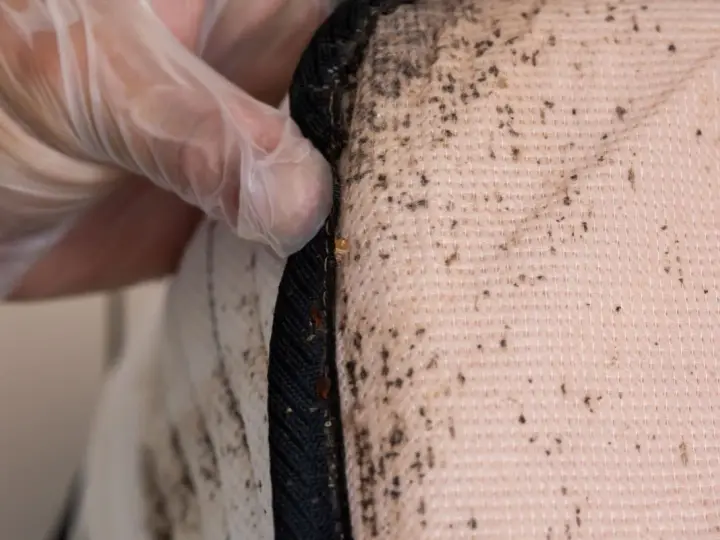 Guante de látex revisa manchas de chinches en el colchon, evidencia de una infestación.