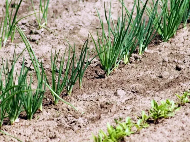 Młode szczypiorki rosną w rzędach na ziemi. Zastanawiasz się, co siać po cebuli? Oto odpowiedź w naturze.