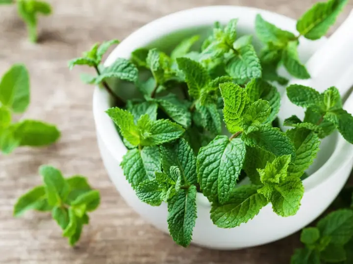 Un mortier rempli de feuilles de menthe fraîche, évoquant les nombreux bienfaits de cette plante aromatique pour la santé et le bien-être.