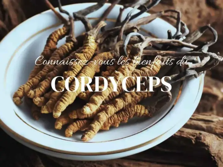 Des cordyceps séchés dans une assiette blanche, évoquant les bienfaits de cette plante médicinale.