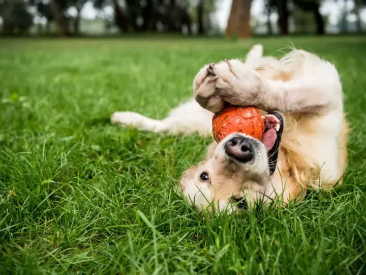 Szczeniak golden retriever bawi się pomarańczową piłką na trawie. Idealne zabawki dla szczeniaka, które zapewnią mu radość i zajęcie.