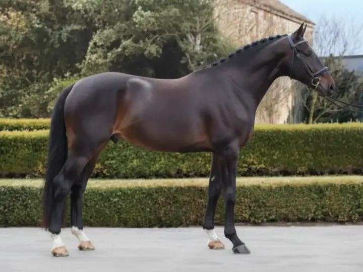 Magnifique cheval de selle bai, crinière tressée, prêt pour la compétition.