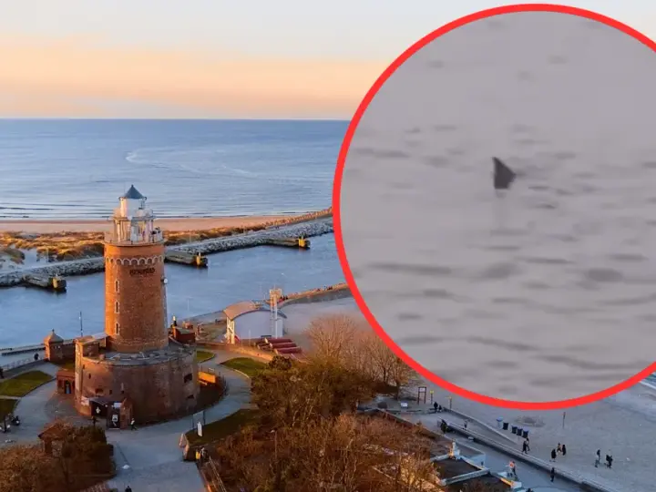Czy w Bałtyku są rekiny? Rzadkie spotkania i ich ekologia