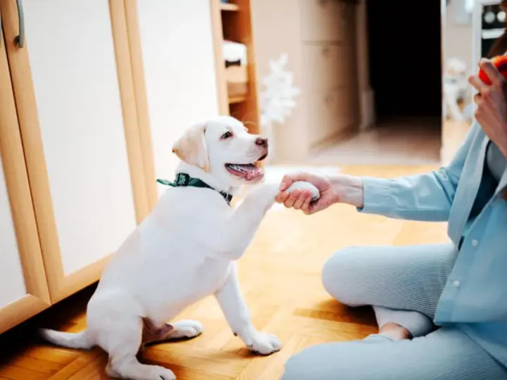 Un cachorro blanco da la pata a una persona, aprendiendo cómo jugar con un cachorro.