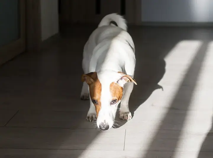 Jack Russell terrier wącha podłogę, jakby szukał czegoś, czego zapachu nie lubią psy.