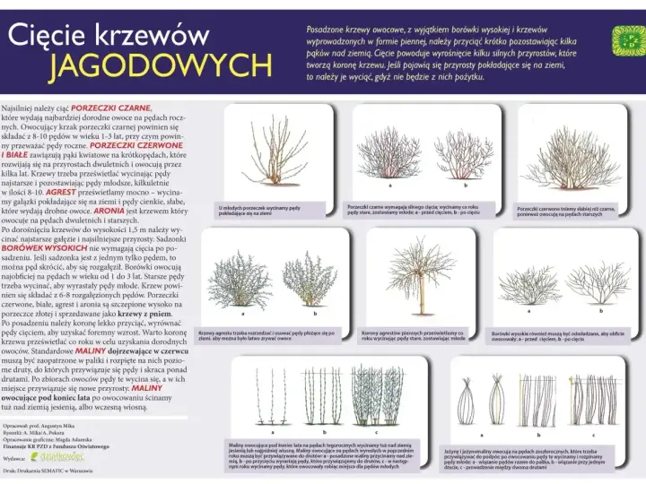 Jak przycinać drzewka owocowe? Porady dotyczące cięcia porzeczek, agrestu, borówek, aronii, malin i jeżyn.